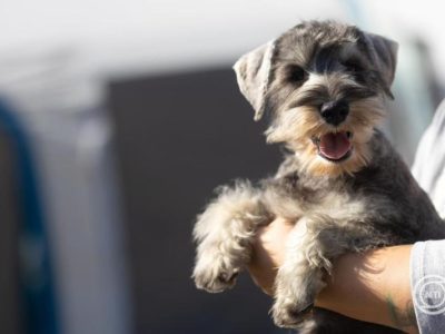 A háziállatok védelmére hívják fel a figyelmet a szilveszteri tűzijátékok idején az állatvédők