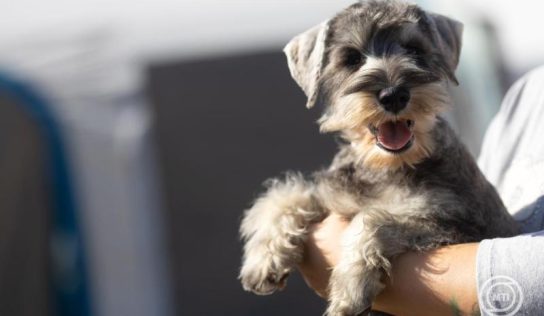 A háziállatok védelmére hívják fel a figyelmet a szilveszteri tűzijátékok idején az állatvédők