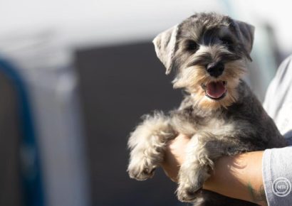 Felelős döntésre biztatnak az állatvédők! Nem javasolnak élő állat ajándékozását karácsonykor sem