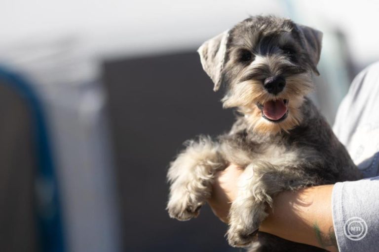 Felelős döntésre biztatnak az állatvédők! Nem javasolnak élő állat ajándékozását karácsonykor sem