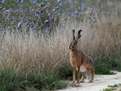 Vírus pusztít! A mezeinyúl-állomány 80-90 százaléka elpusztulhat Békés vármegyében