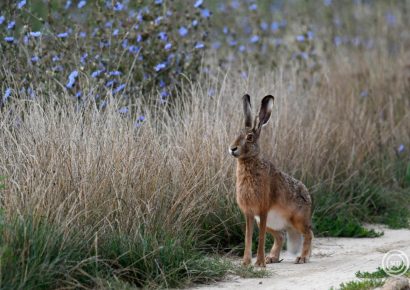 Vírus pusztít! A mezeinyúl-állomány 80-90 százaléka elpusztulhat Békés vármegyében