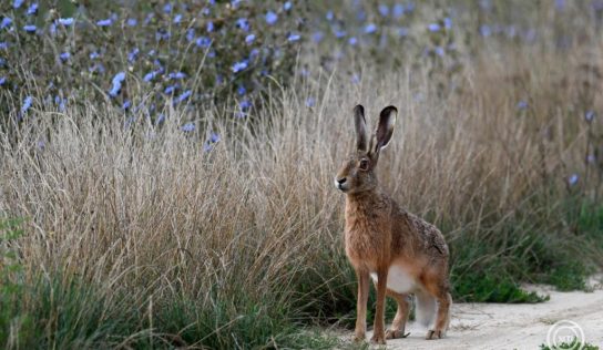 Vírus pusztít! A mezeinyúl-állomány 80-90 százaléka elpusztulhat Békés vármegyében